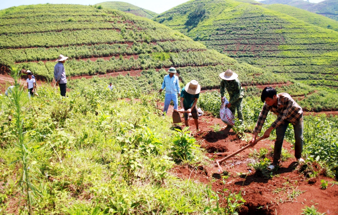 Khúc tráng ca cao su Tây Bắc: [Bài 4] Tình đất, tình người Tây Bắc 